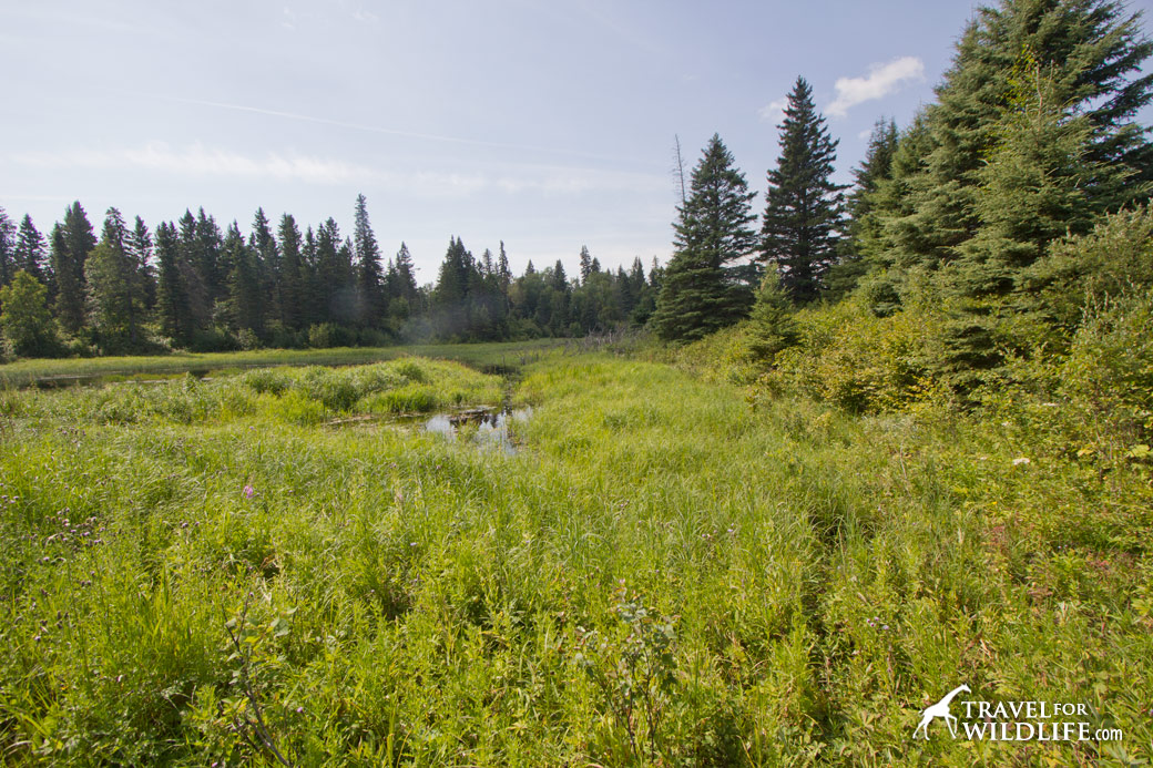 Remains of the beaver pond where Rawhide and Jelly Roll played