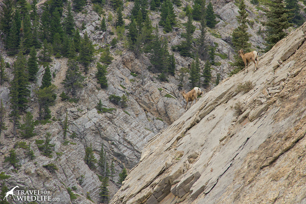 Bighorn sheep in the Canadian Rocky Mountains of Alberta