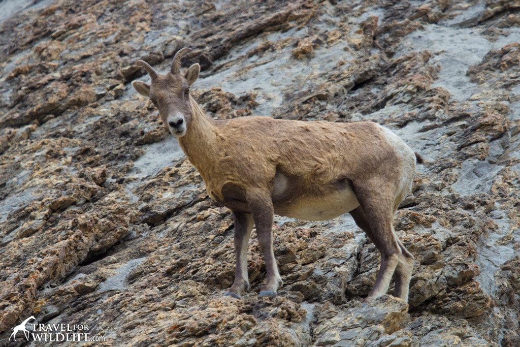 A Bighorn Sheep ewe eyes us curiously from her safe rocky perch.