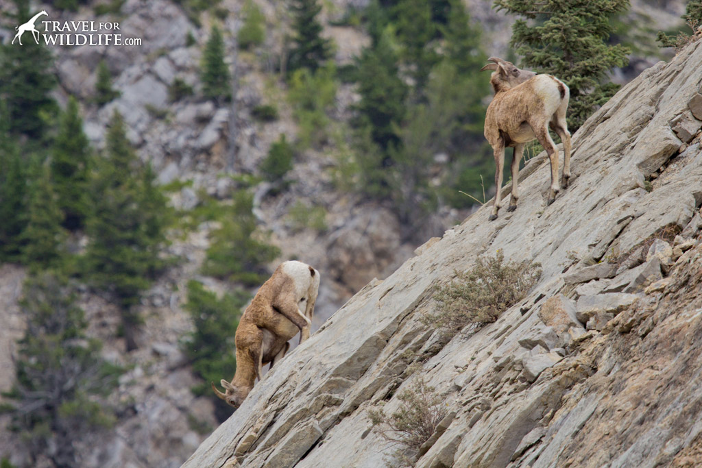Bighorn sheep at the Rocky Mountain Forest Reserve in Alberta