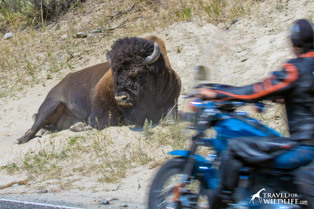 Bison and biker in the Lamar Valley