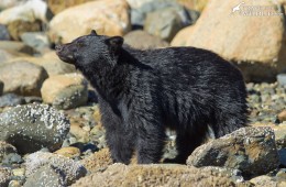 Black Bears lift up rocks along the shore and search for crabs. Sighted on bear tour with The Whale Centre.