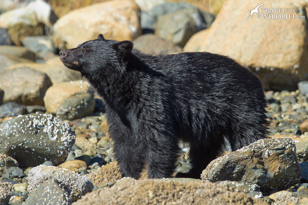 Black Bears lift up rocks along the shore and search for crabs. Sighted on bear tour with The Whale Centre.