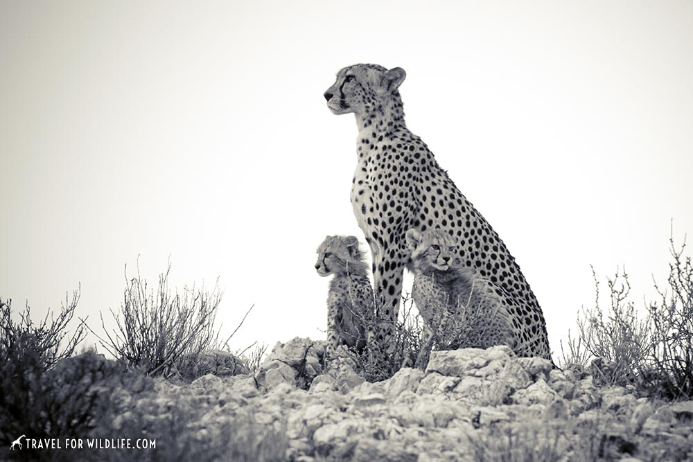 American cheetah looked similar to african cheetah