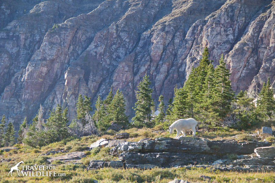 Steep cliffs are like sidewalks for mountain goats