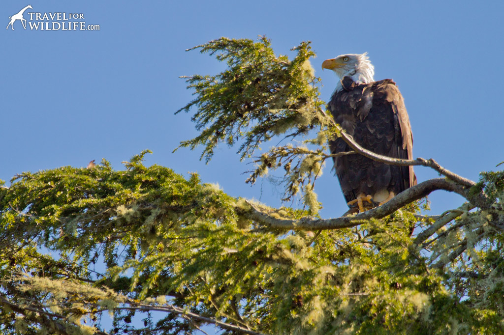 Bald Eagle perched in a tree in the center of Tofino harbor.