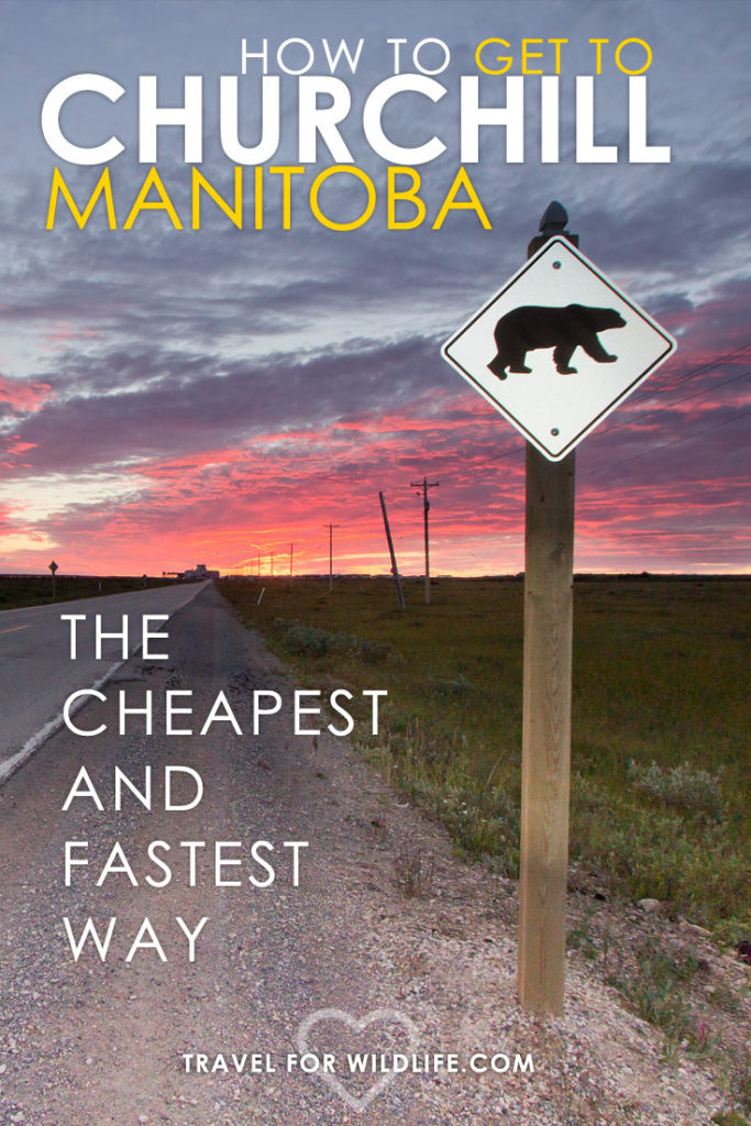 Want to swim with belugas or see the famous Churchill polar bears? Then read this guide on How to get to Churchill Manitoba the cheapest and fastest way!