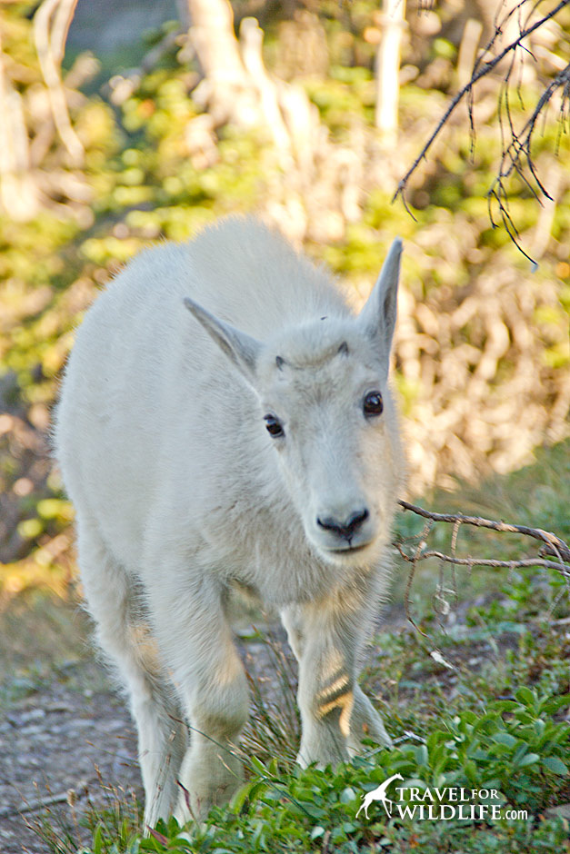 Dang, baby mountain goats are cute!