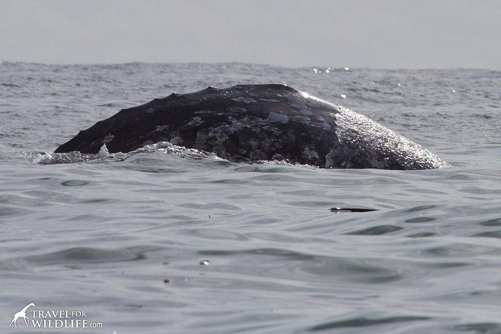 A gray whale showing the "knuckles" behind the dorsal hump. Whale watch with The Whale Centre in Tofino, BC