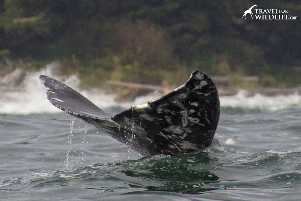 The last thing you see on a gray whale before it dives down to feed. The End!