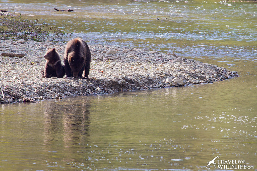 Mother bear and cub at the Atnarko river