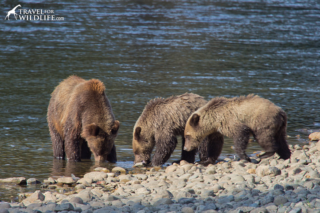 A mother grizzly and her two cubs fishing for salmon in the Atnarko River