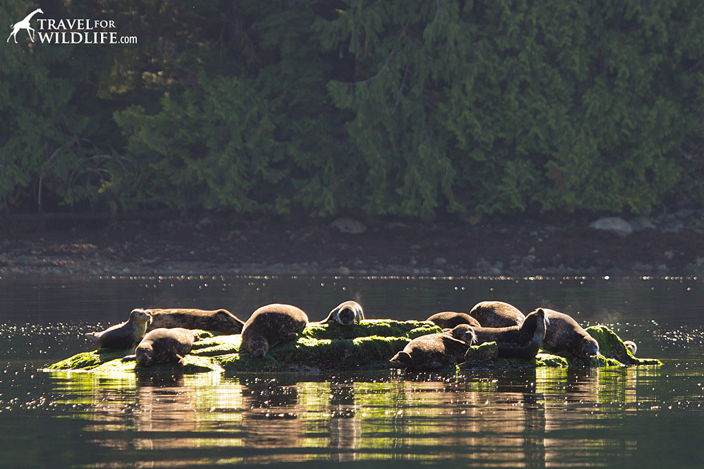Harbor Seals steaming in the morning sunshine.
