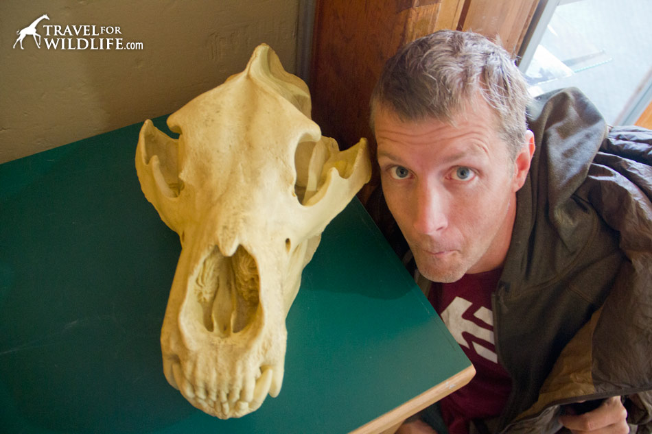 Kodiak bear skull in the Lake Louise Gondola wildlife interpretive center. Wowzers.