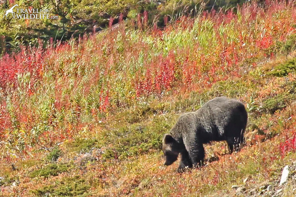 "Joe" the grizzly bear grazing in the meadow beside the Lake Louise Gondola