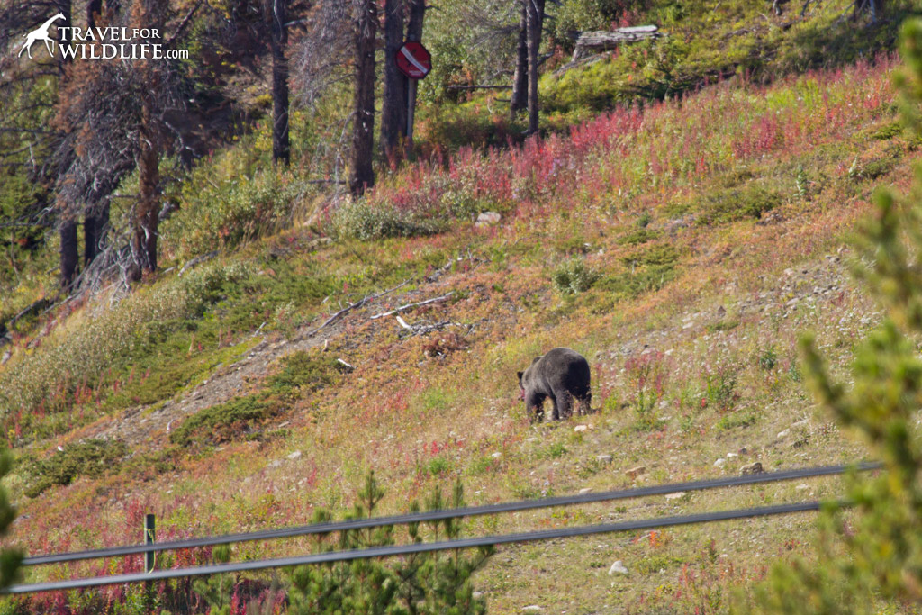Bear 138, also known as Joe, feeding next to the lift at the Lake Louise Gondola