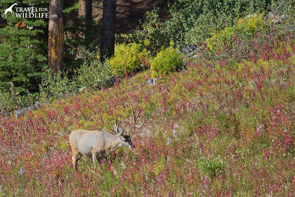 A large mule deer buck below the lift.