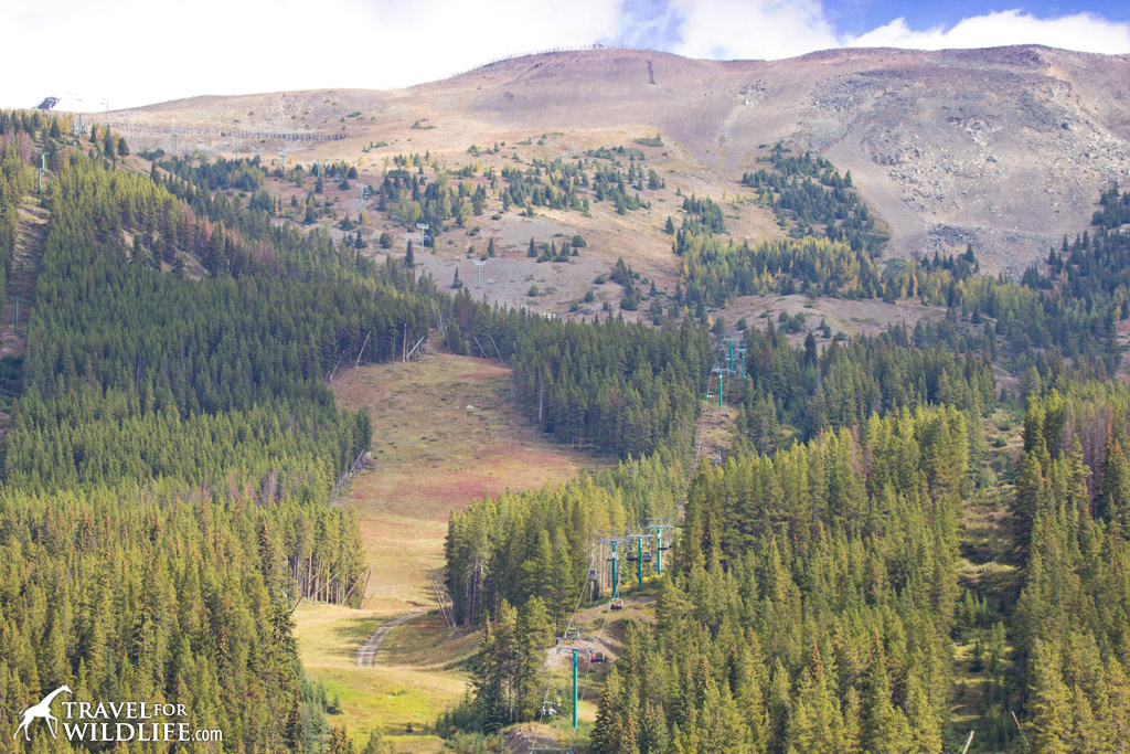 The area beneath the Lake Louise Gondola is a prime wildlife corridor where no hiking is permitted.