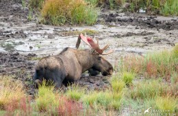 A large bull moose with freshly shed velvet up to his belly in mud