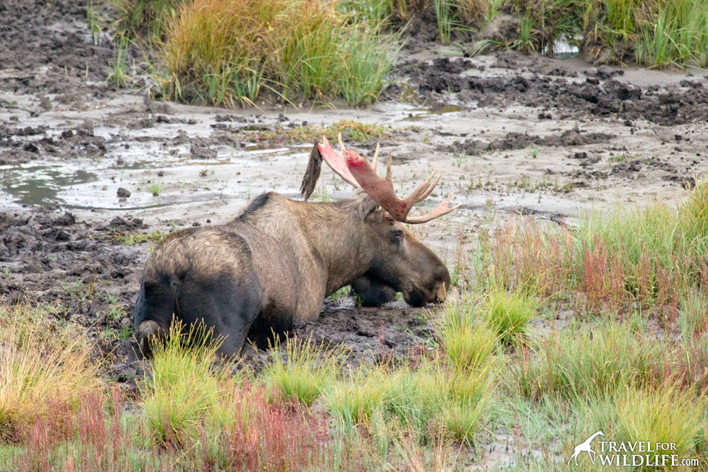 Moose of Mount Engadine Lodge, Alberta