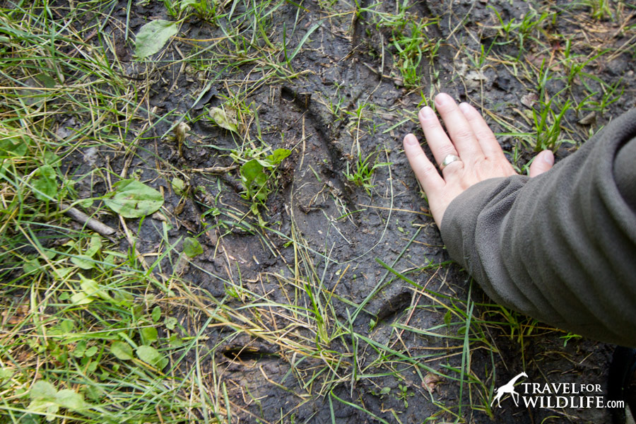 Moose track of a big individual