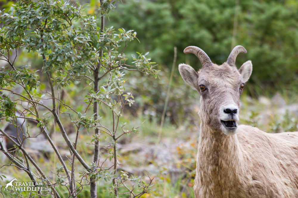Bighorn sheep in the Spray Valley Provincial Park