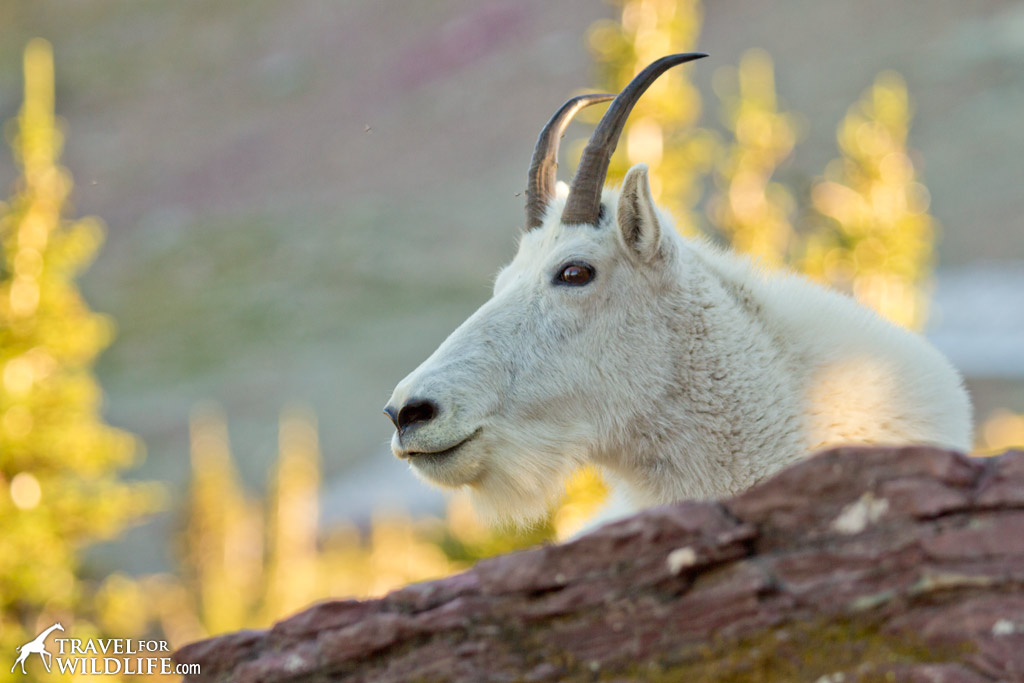 If the abominable snowman were an ungulate, he'd be a mountain goat.