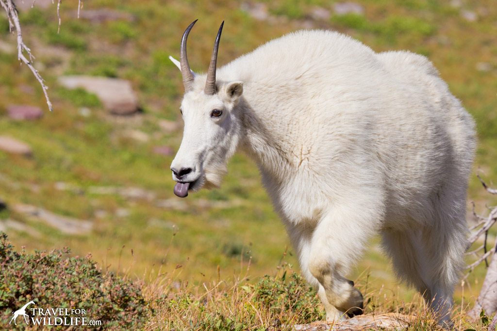 A billy goat flicks his tongue in and out while checking out a female mountain goat.