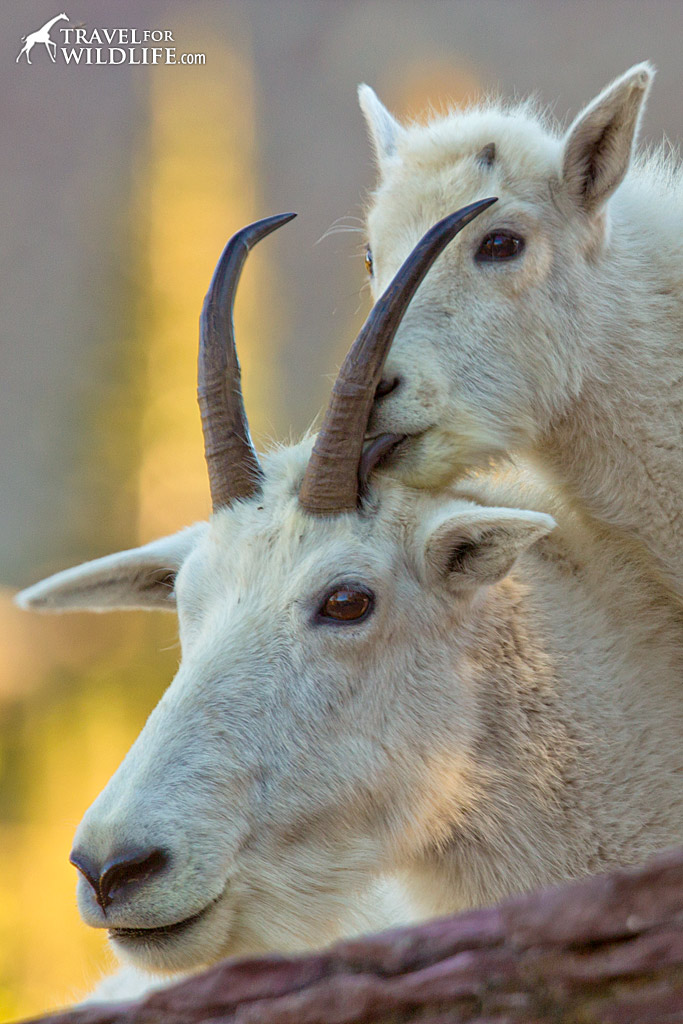 A mountain goat kid snuggles with his mother while resting comfortably on a large rock.