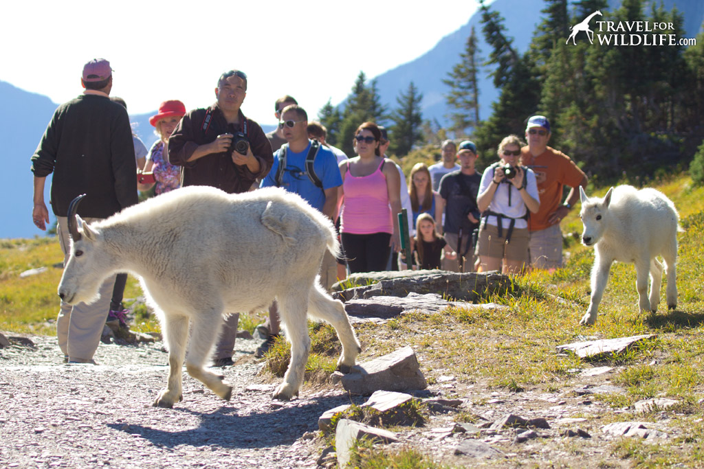 A mountain goat nanny and kid cross directly in front of labor day tourists in Glacier.