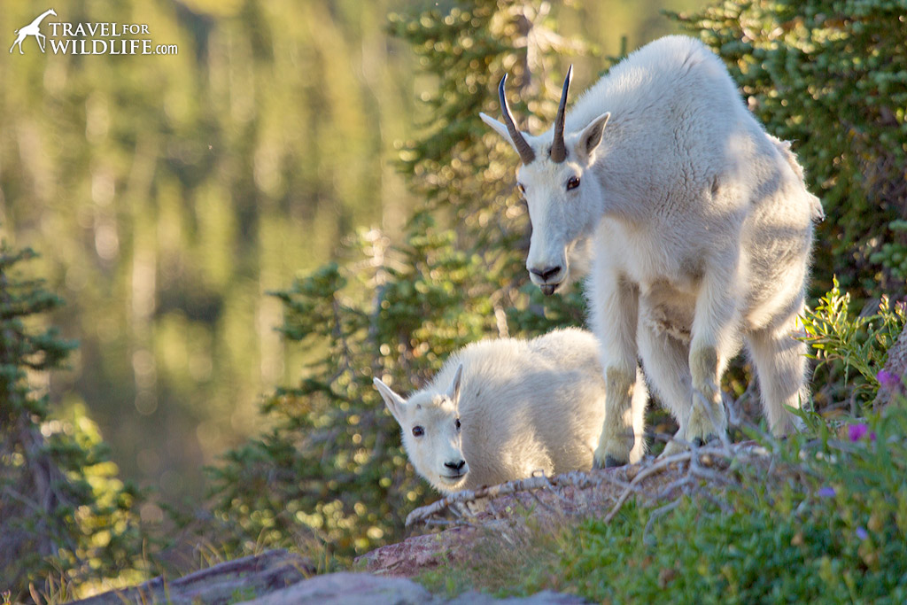 A baby mountain goat follows his mother closely through the rocky terrain.