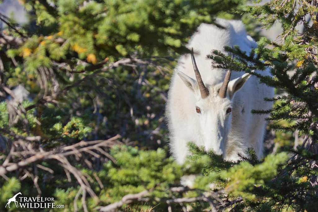 A mountain goat browsing on the sub-alpine vegetation of Logan Pass