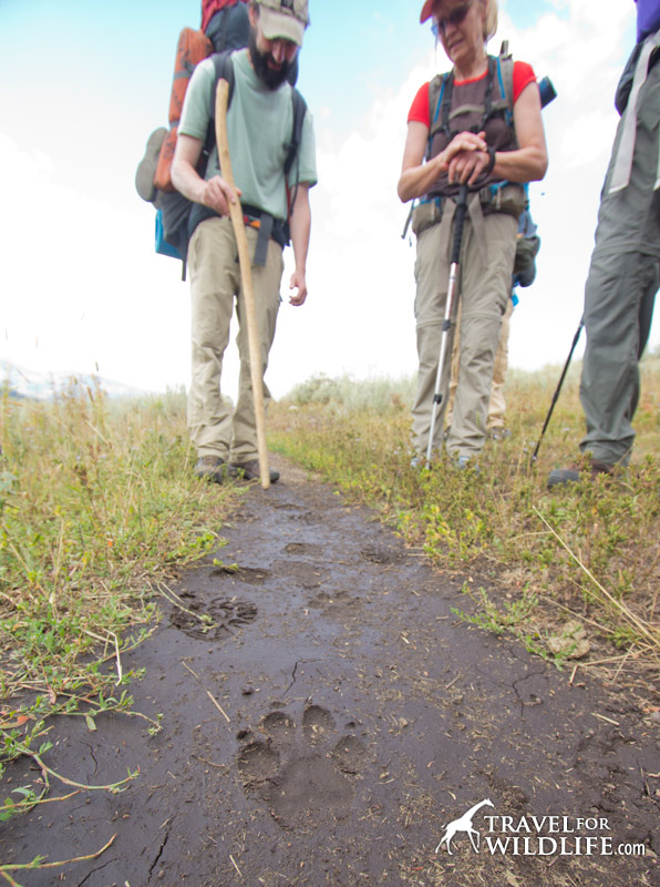 hikers find wolf tracks in Yellostone