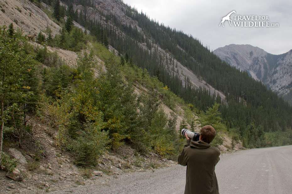 Photographing bighorns from the road