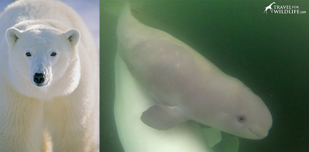 Two great reasons to get to Churchill: Polar Bears and Beluga Whales