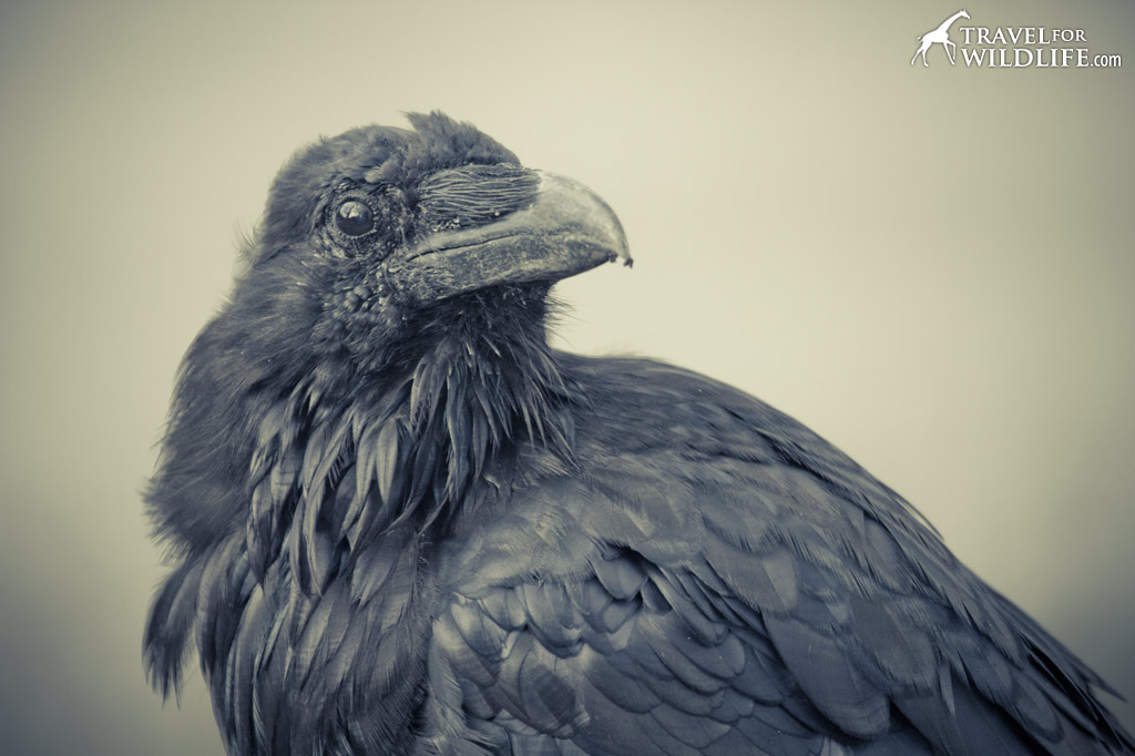 raven portrait