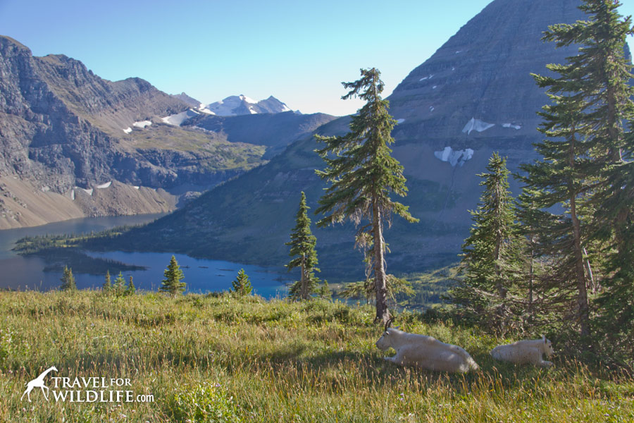 Mountain goat mother and baby (Nanny and kid in goat-speak) resting high up in the mountains of Glacier National Park, Montana