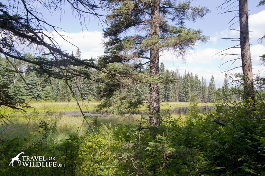 Scenery along the trail
