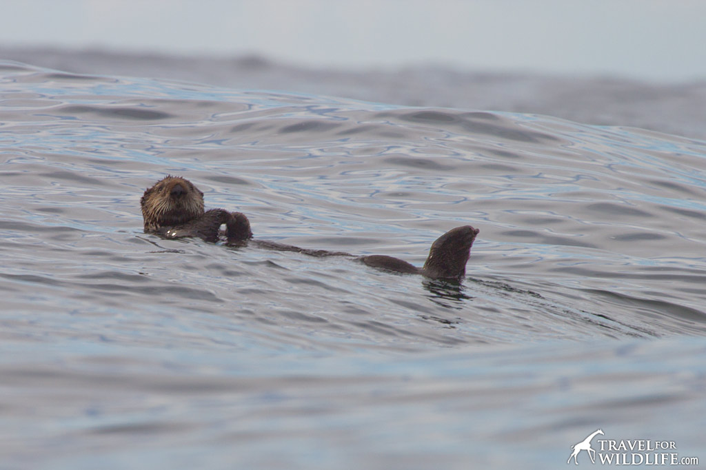 Sea Otters are making a comeback around Tofino. Sighted on whale tour with The Whale Centre.