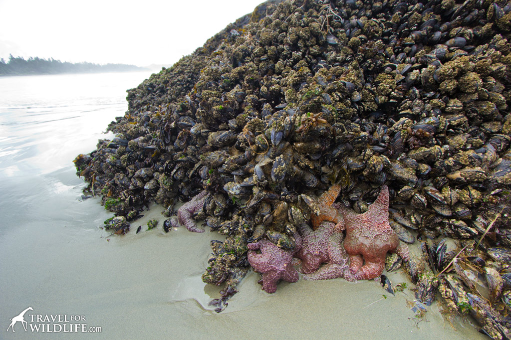 Ochre Sea Stars exposed at low tide in front of the Wickininnish Inn
