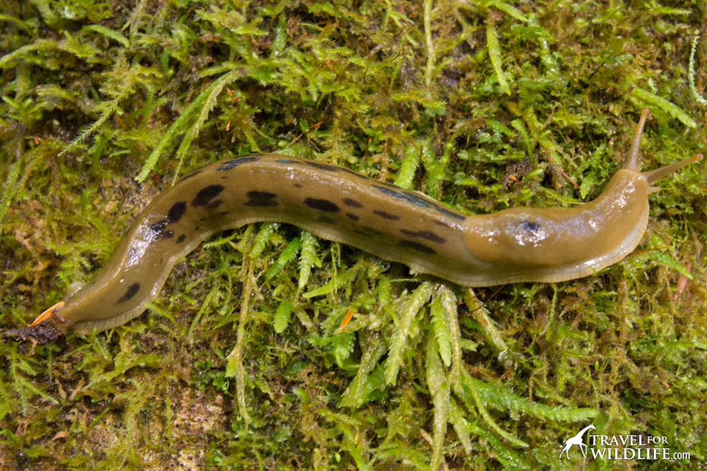 Huge Banana Slugs are common along the Combers Beach Trail in the Pacific Rim National Park Reserve near Tofino