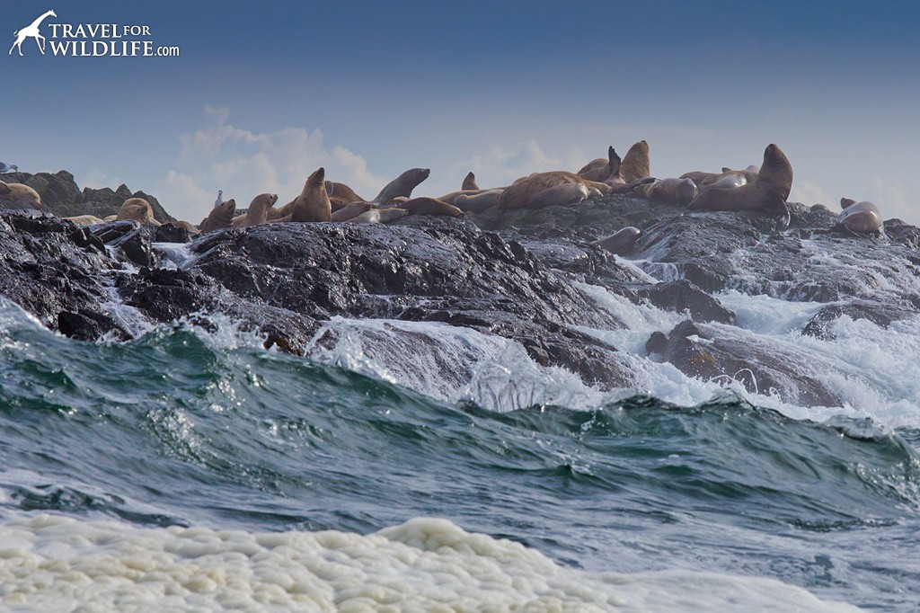 Steller Sea Lions haul out on a wave-battered island near Tofino. Sighted on whale tour with The Whale Centre.