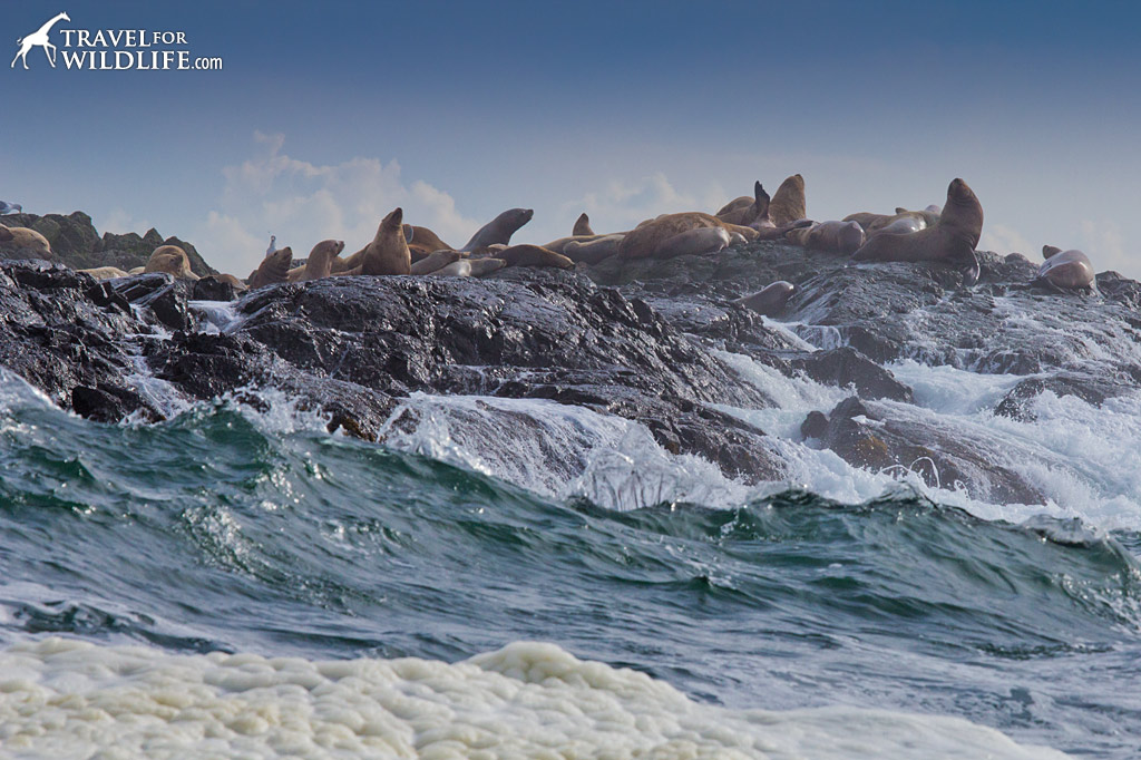 Steller Sea Lions haul out on a wave-battered island near Tofino.