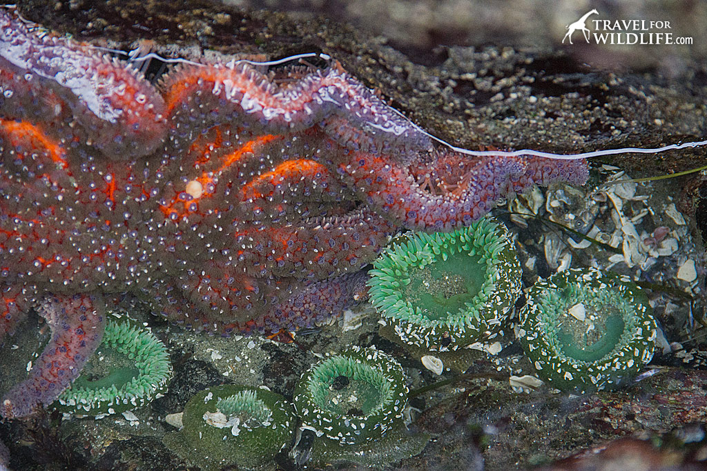 Sunflower Star and Green Anemones in a tide pool in front of the Wickaninnish Inn