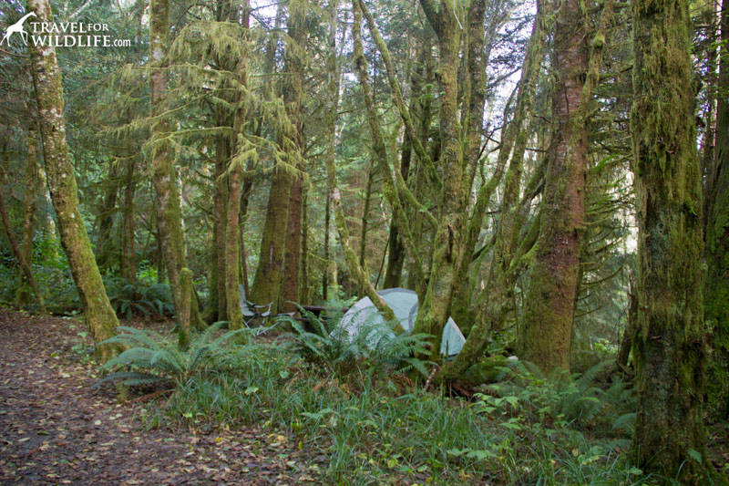 Camping at the Green Point campground