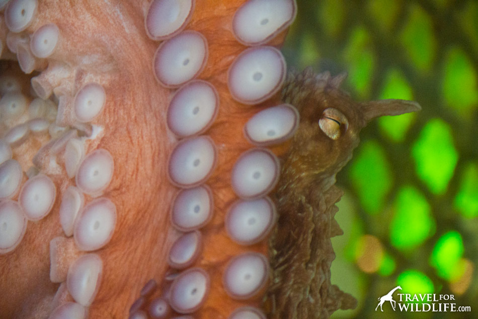 Giant Pacific Octopus eye