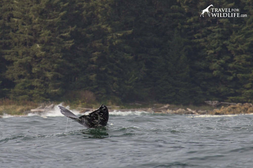 A gray whale dives down to feed off the coast of Vancouver Island