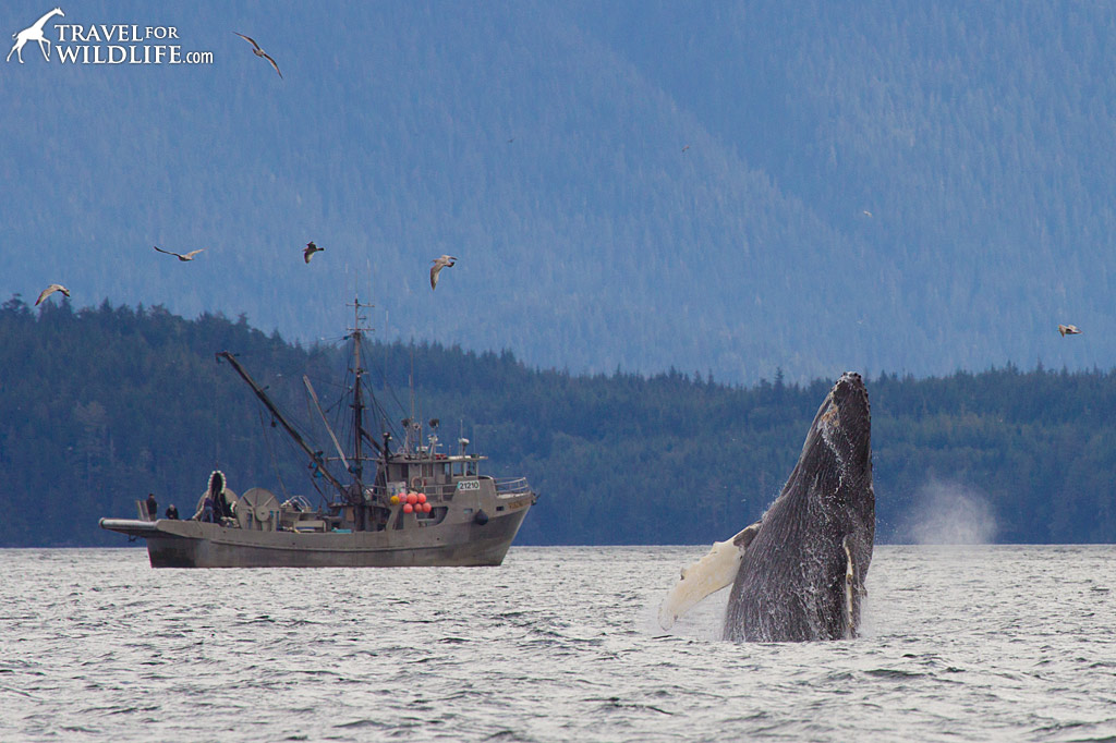 A humpback whale breaching next to a fishing boat during a Nimmo Bay whale watching tour