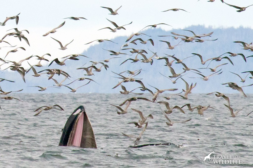 Humpback whale feeding  in the ocean while seagulls surrounding it