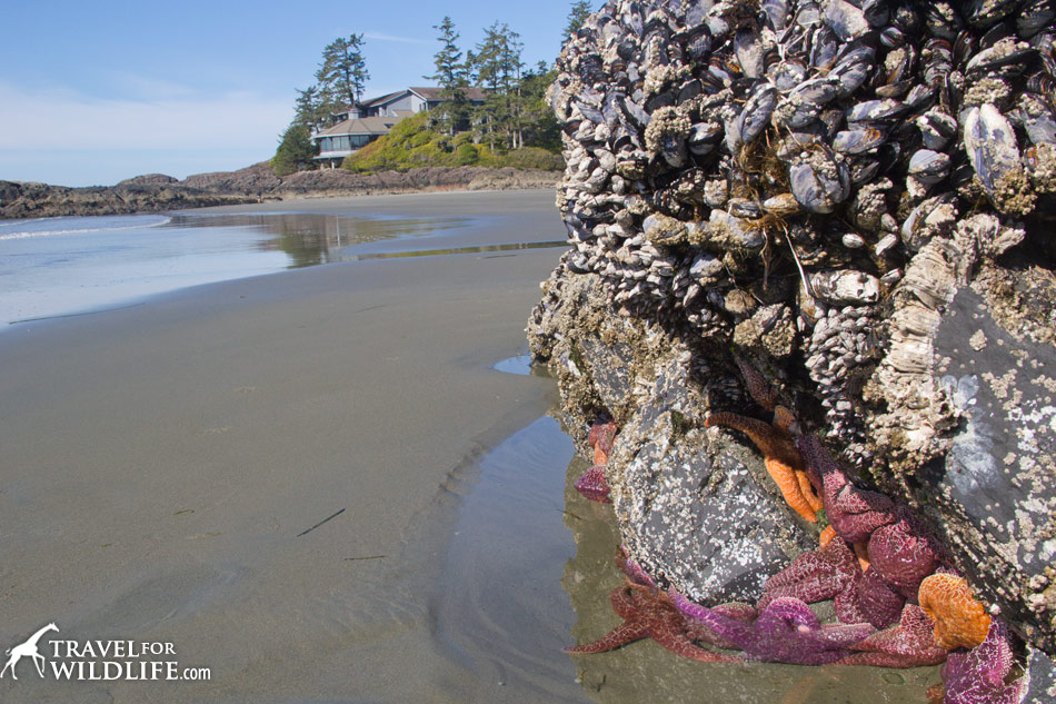 A group of starfish at low tide by the Wickanninish Inn